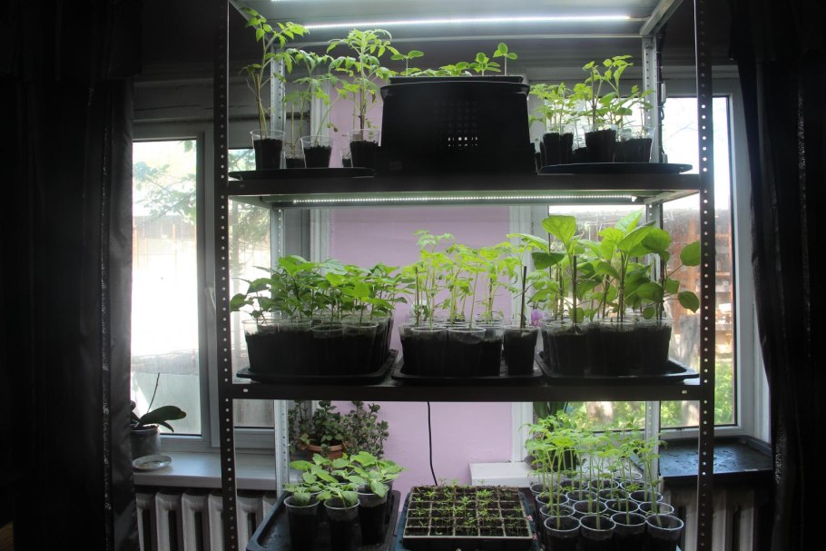 Анубиас креветочник