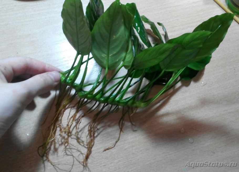 Лампы для досвечивания рассады