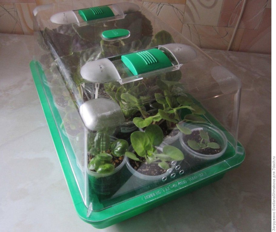 Анубиас ризома