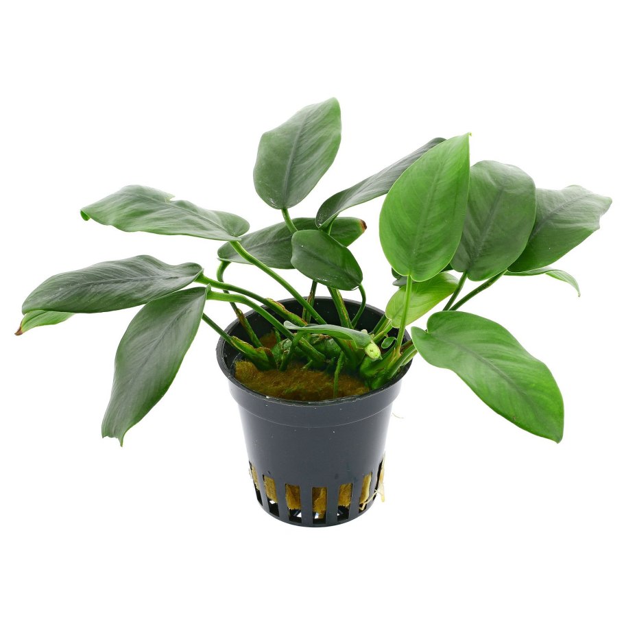 WYIN переливы аквариум