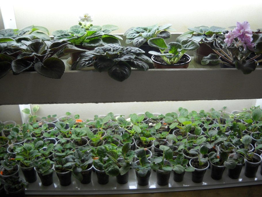 Тепличка для фиалок