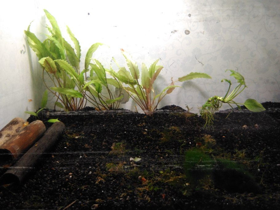 Теплица для аквариумных растений