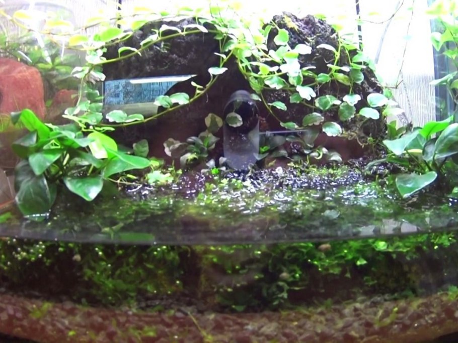 Анубиас Чили халапеньо