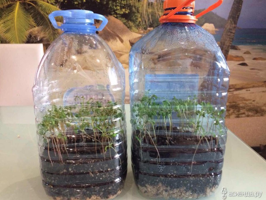 Криптокорина и мхи