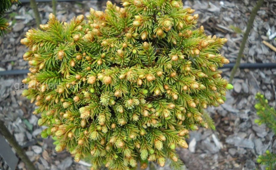 Picea Abies (ель обыкновенная) 'Barryi'