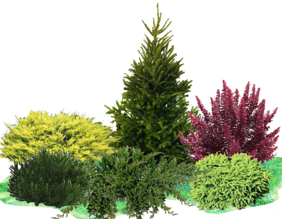 Папоротник страусник