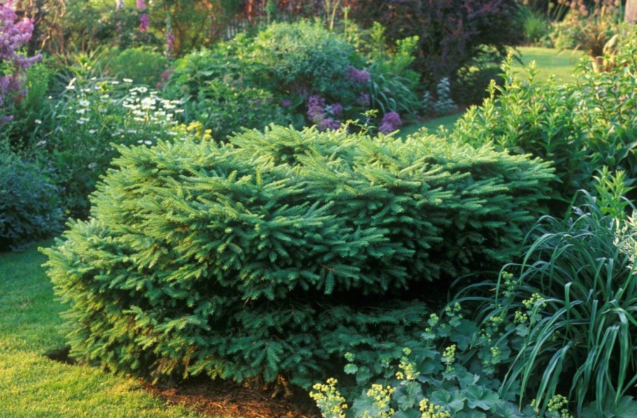 Ель колючая Глобоза