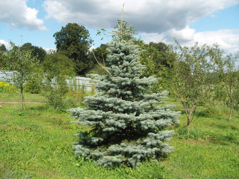 Туя Брабант пожелтела