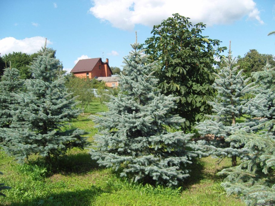 Эриус кустарник вечнозеленый хвойный