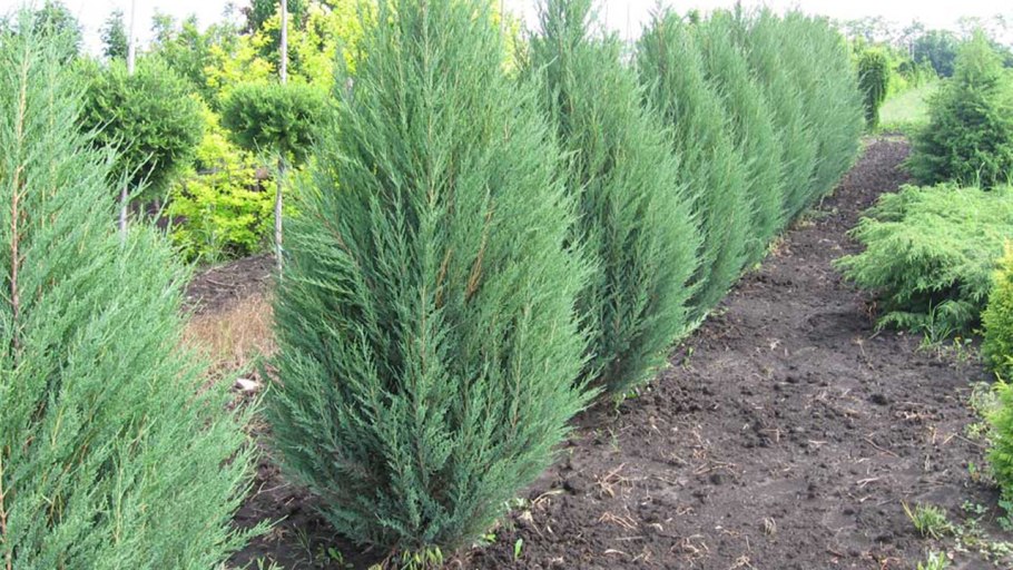 Ель Глаука белобока