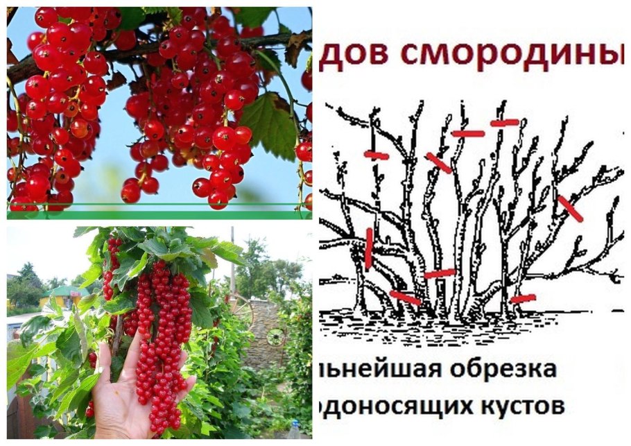 Схема куста смородины