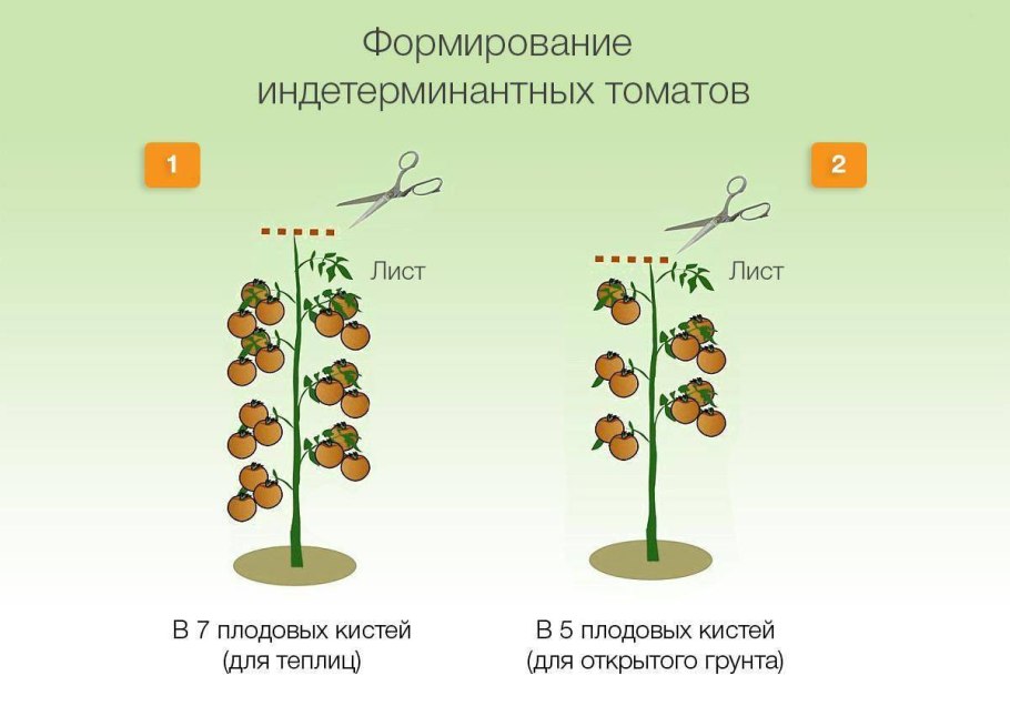 Обрезка смородины осенью