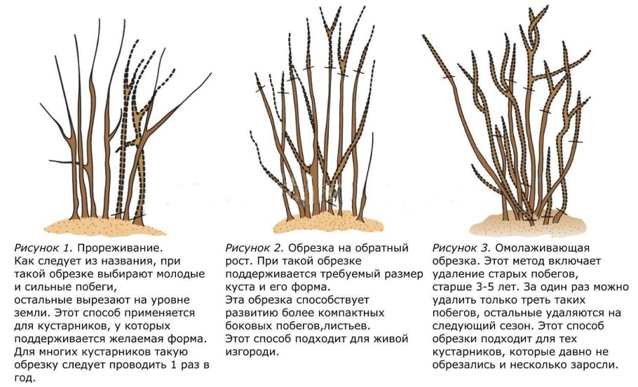 Обрезка жимолости схема