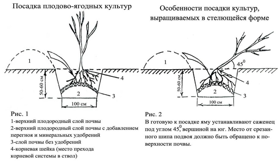 Схема обрезки ежевики бесшипной