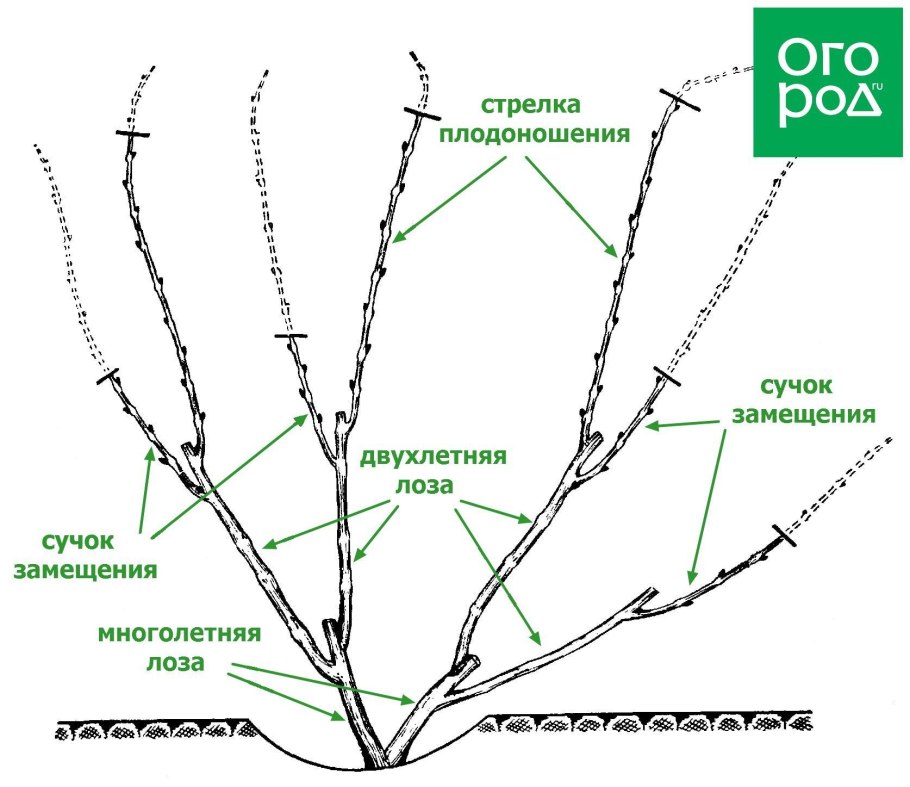 Обрезка ремонтантной малины осенью