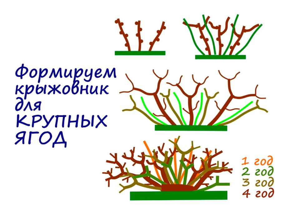 Удобрение для смородины