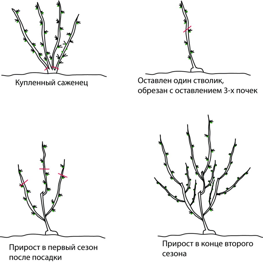 Схема обрезки куста смородины