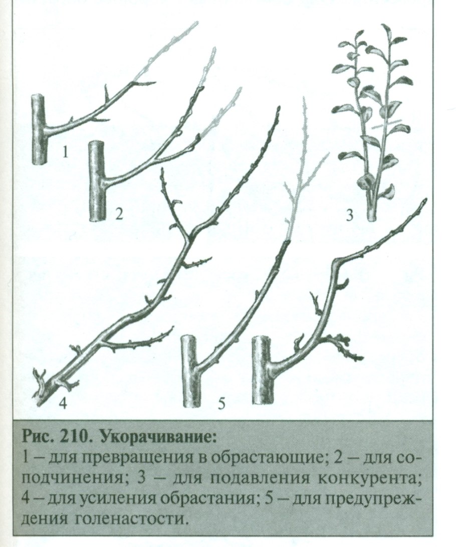 Схема посадки черной смородины весной