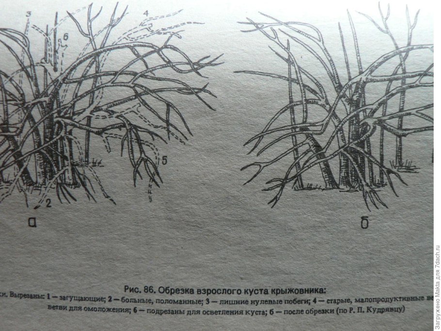 Красная смородина на шпалере