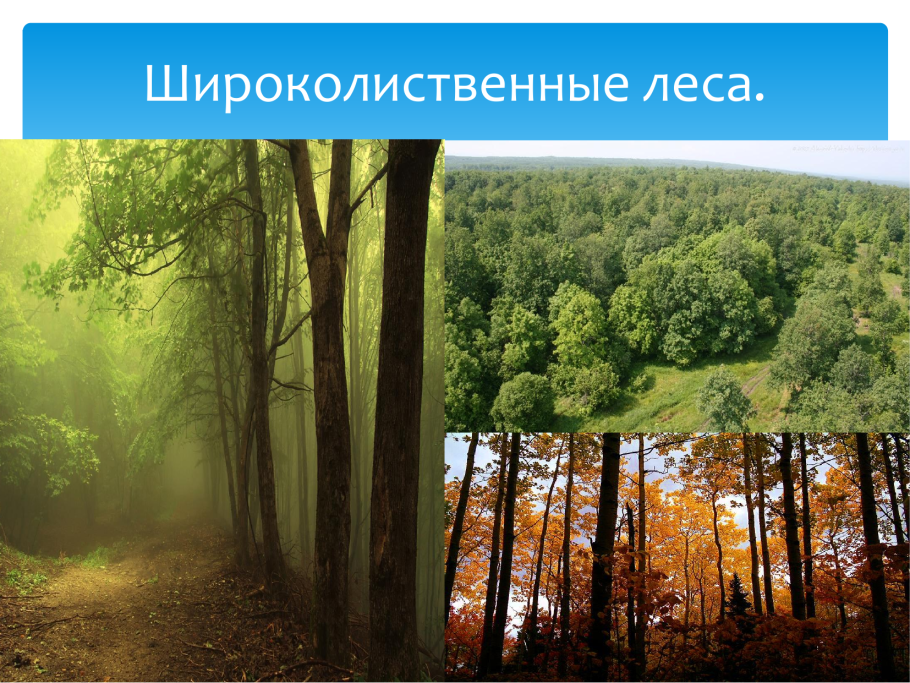 Сосновый и широколиственный лес