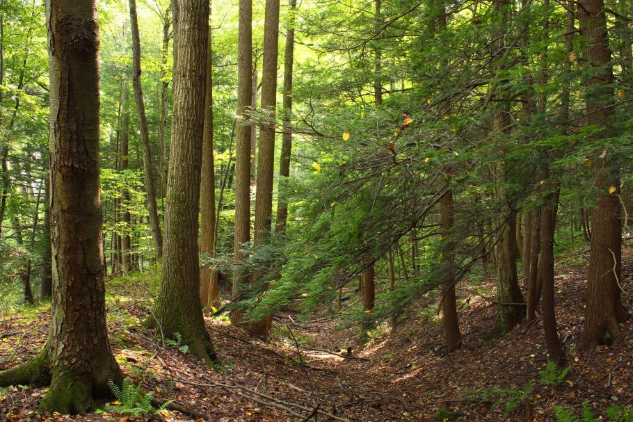 Широколиственные леса Флора