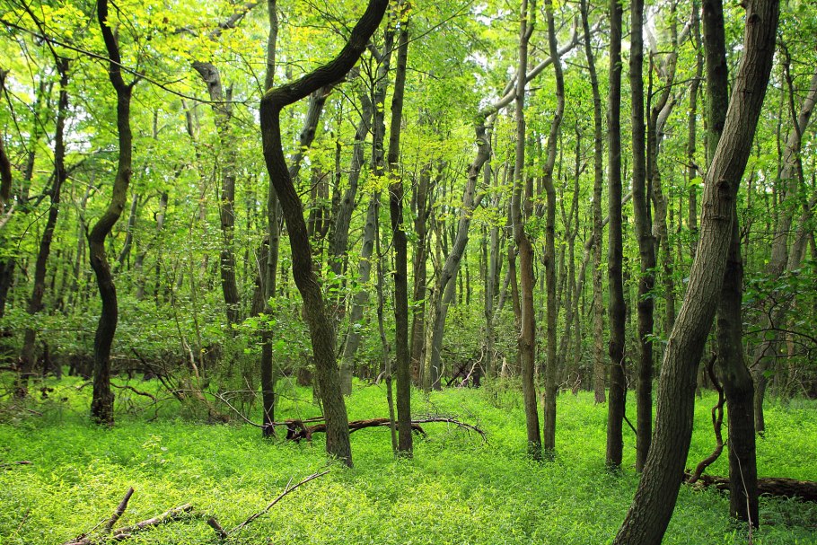 Животный мир смешанных и широколиственных лесов в России