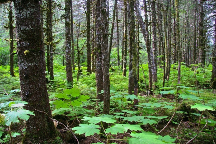 Теннесси национальный парк Грейт-Смоки-Маунтинс