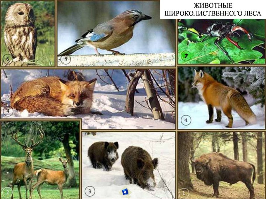 Фауна широколиственных лесов