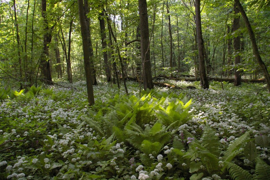 Еловый мшистый лес