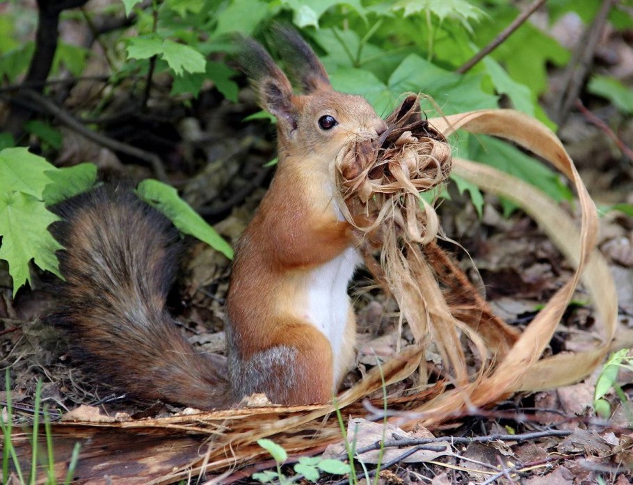 Тайга джунгли Сельва