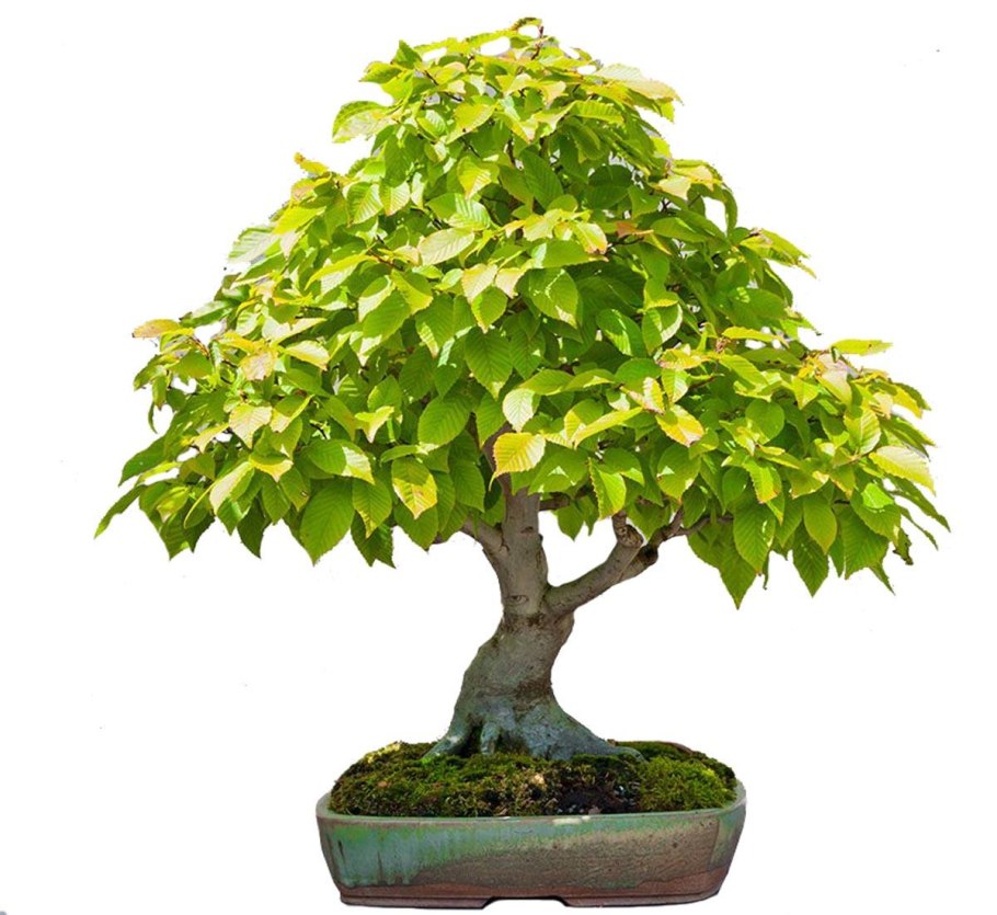 Граб обыкновенный Carpinus betulus