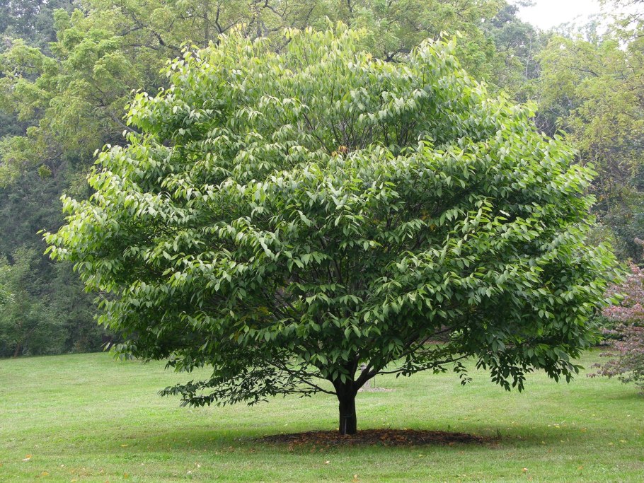Carpinus betulus (граб обыкновенный) 'Fastigiata'