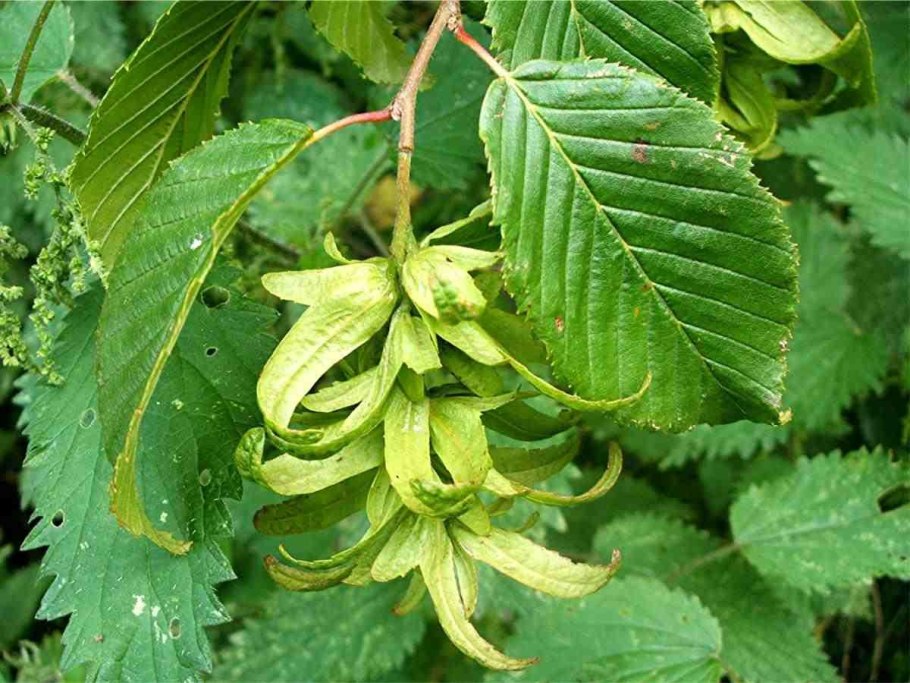 Ostrya virginiana
