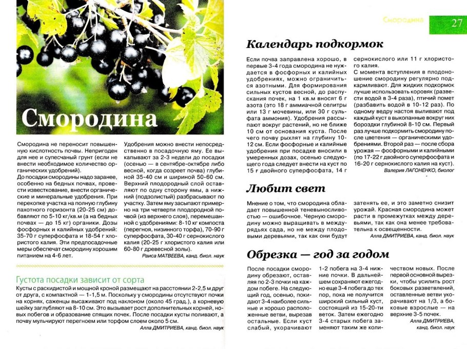 Подкормка смородины схема