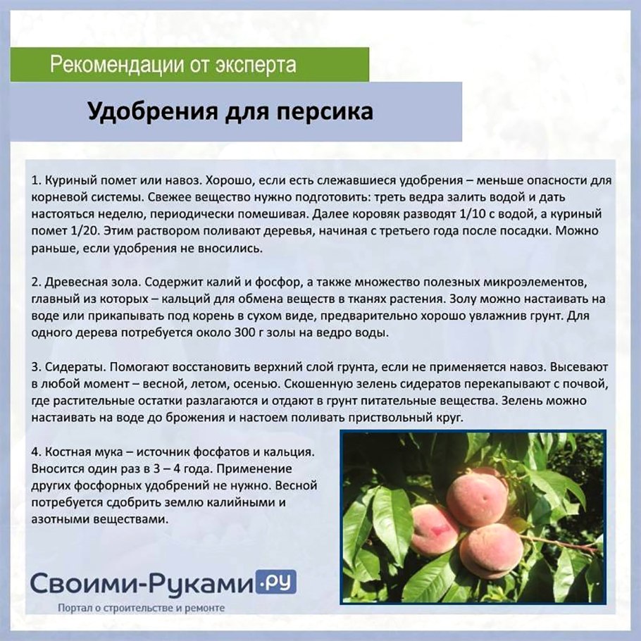 Этапы созревания грецкого ореха