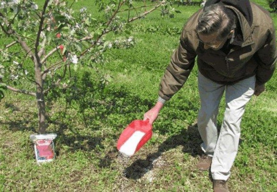 Внесение удобрений плодовых деревьев