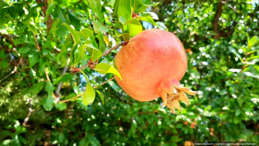 Гранат Никитский ранний дерево