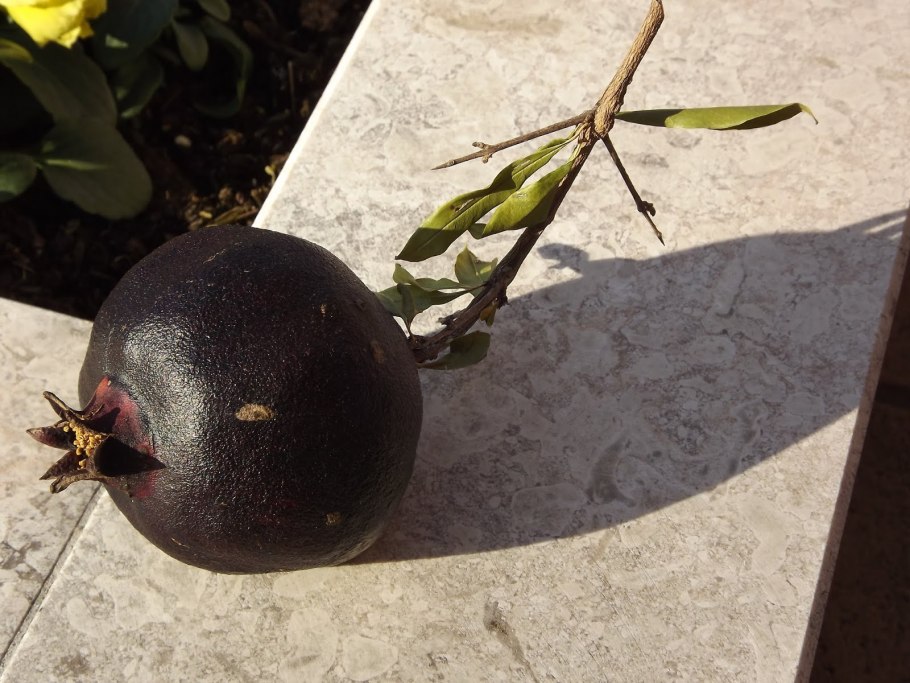 Черный гранат фрукт