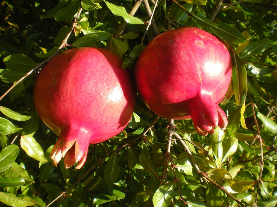 Гранат Гюлоша