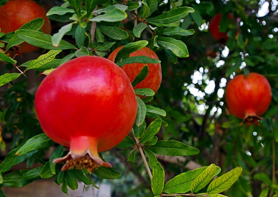 Гранат Punica granatum