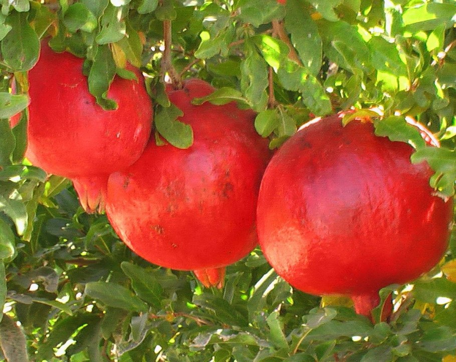 Гранат Гюлоша красная