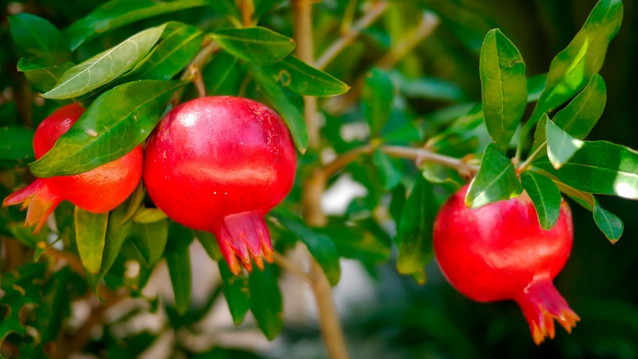 Гранат обыкновенный