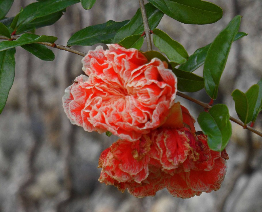 Гранат Punica granatum