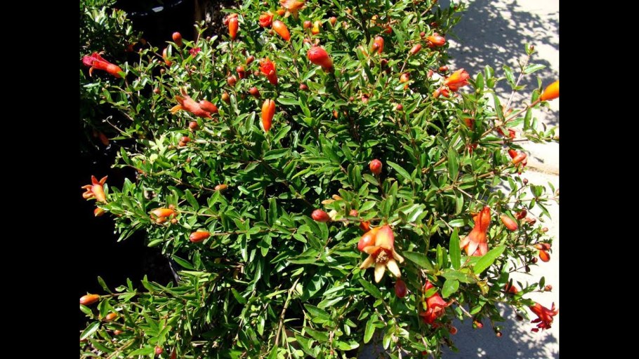 Гранат Punica granatum