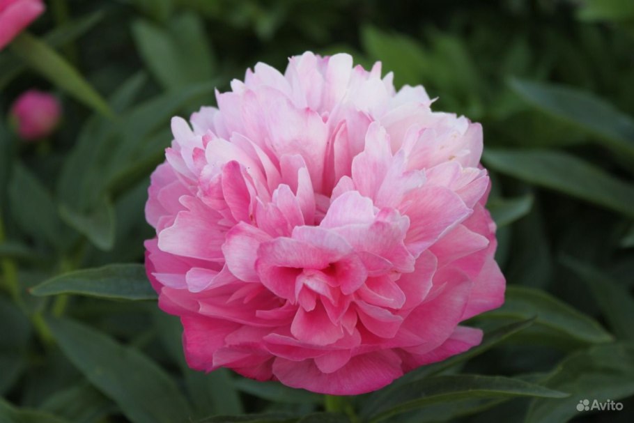 Пион Дейдрим