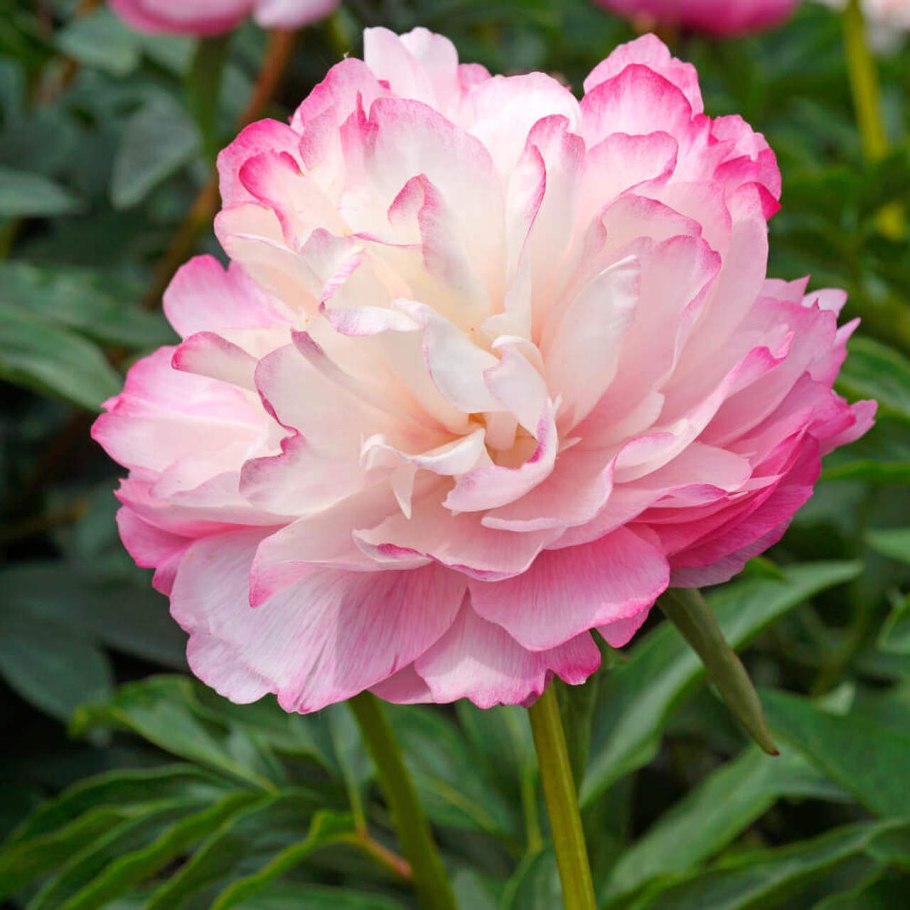 Пион Джокер Paeonia Joker
