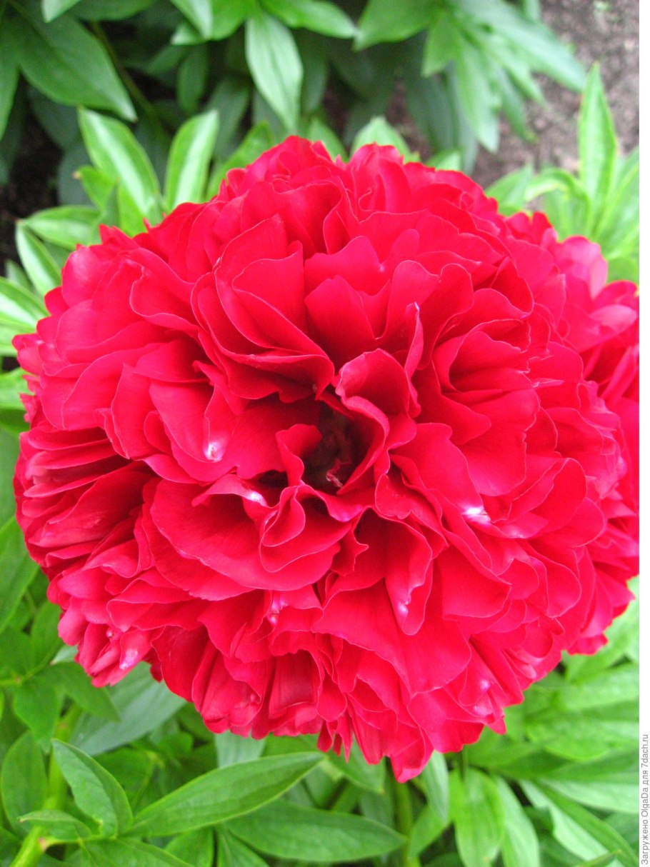 Пион ред Суприм