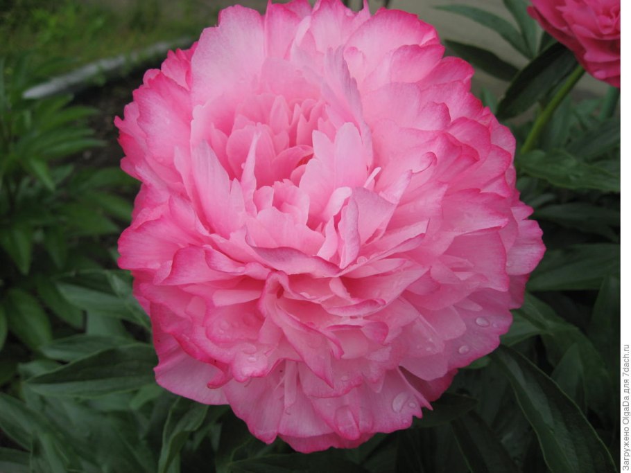 Пион травянистый Джокер