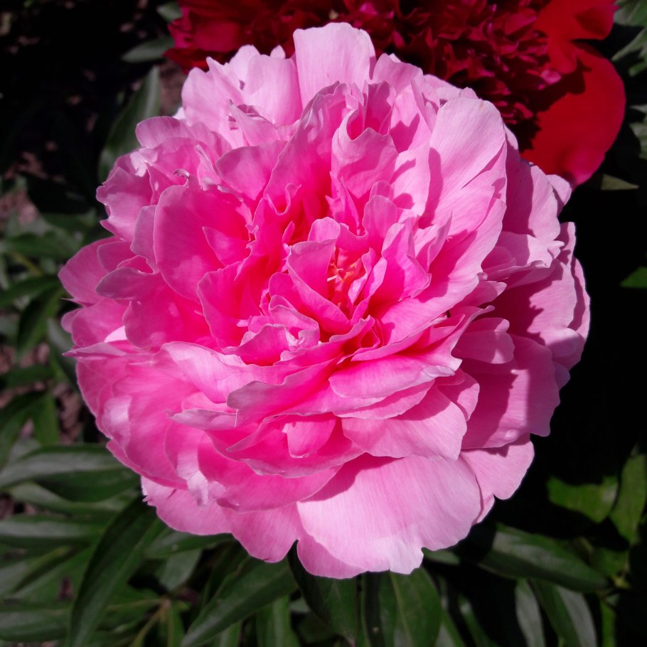 Пионы → травянистый Joker