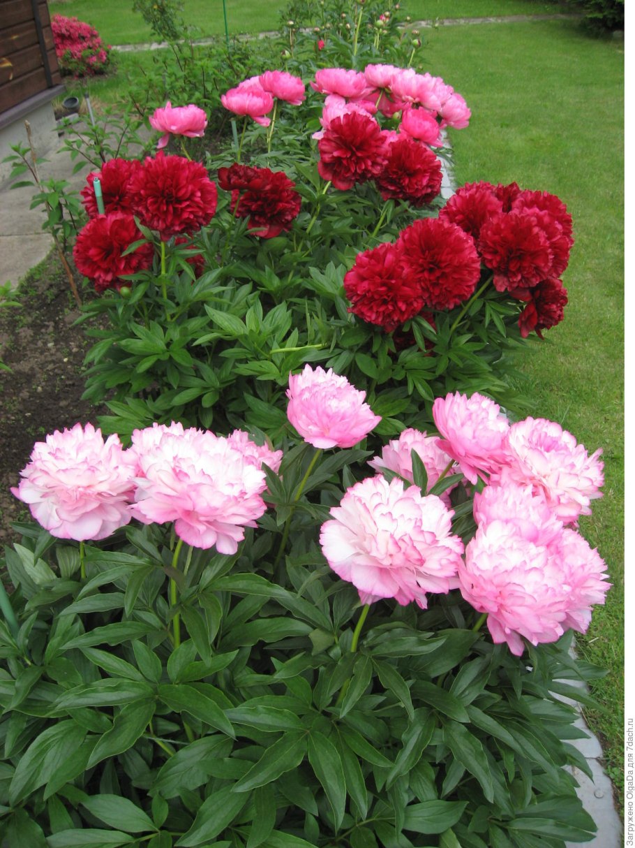 Пион травянистый Джокер